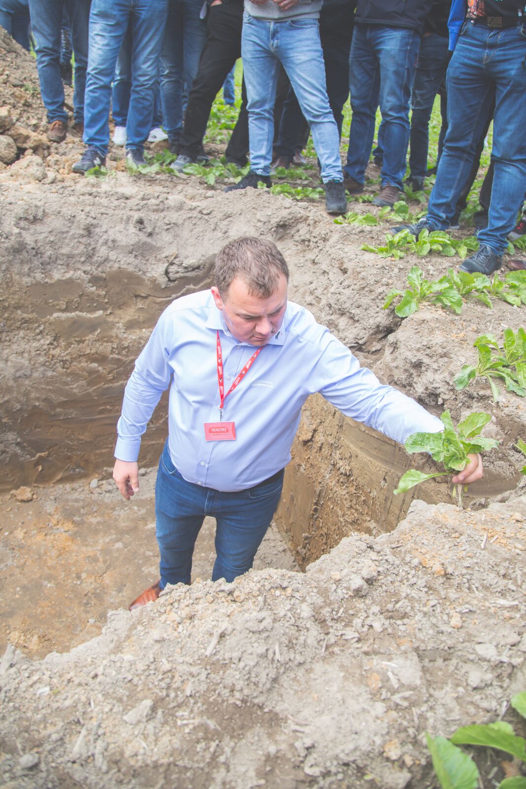 Maciej Czajkowski, twórca agregatu STK, ocenia system korzeniowy buraka w profilu glebowym podczas pokazu polowego